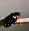 Smaragdina aurita